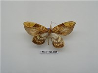 藏品(中國蛾類)的圖片